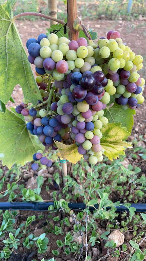 Agriturismo Terra Rossa Otranto Kültér fotó