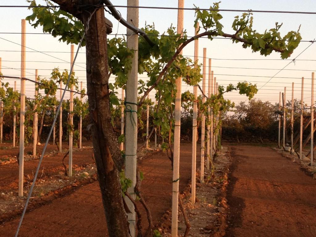 Agriturismo Terra Rossa Otranto Kültér fotó