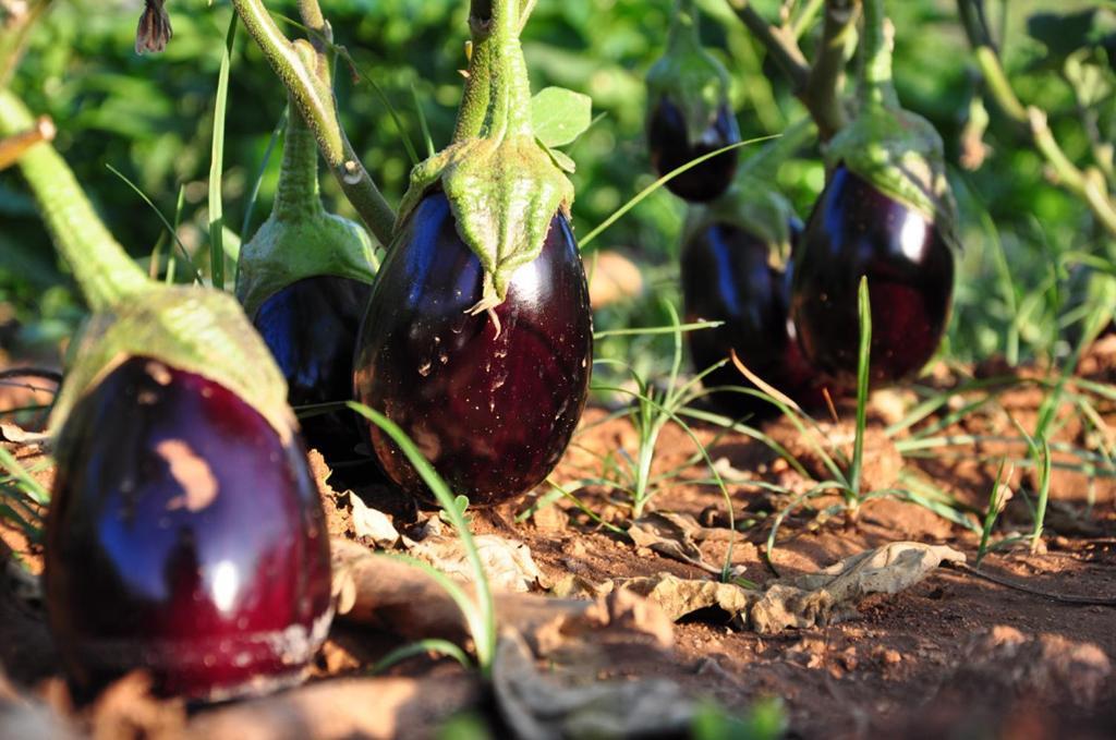 Agriturismo Terra Rossa Otranto Kültér fotó