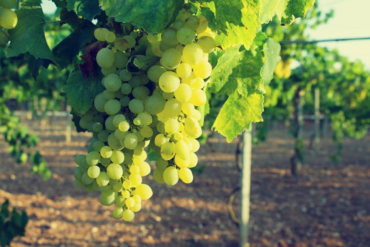 Agriturismo Terra Rossa Otranto Kültér fotó